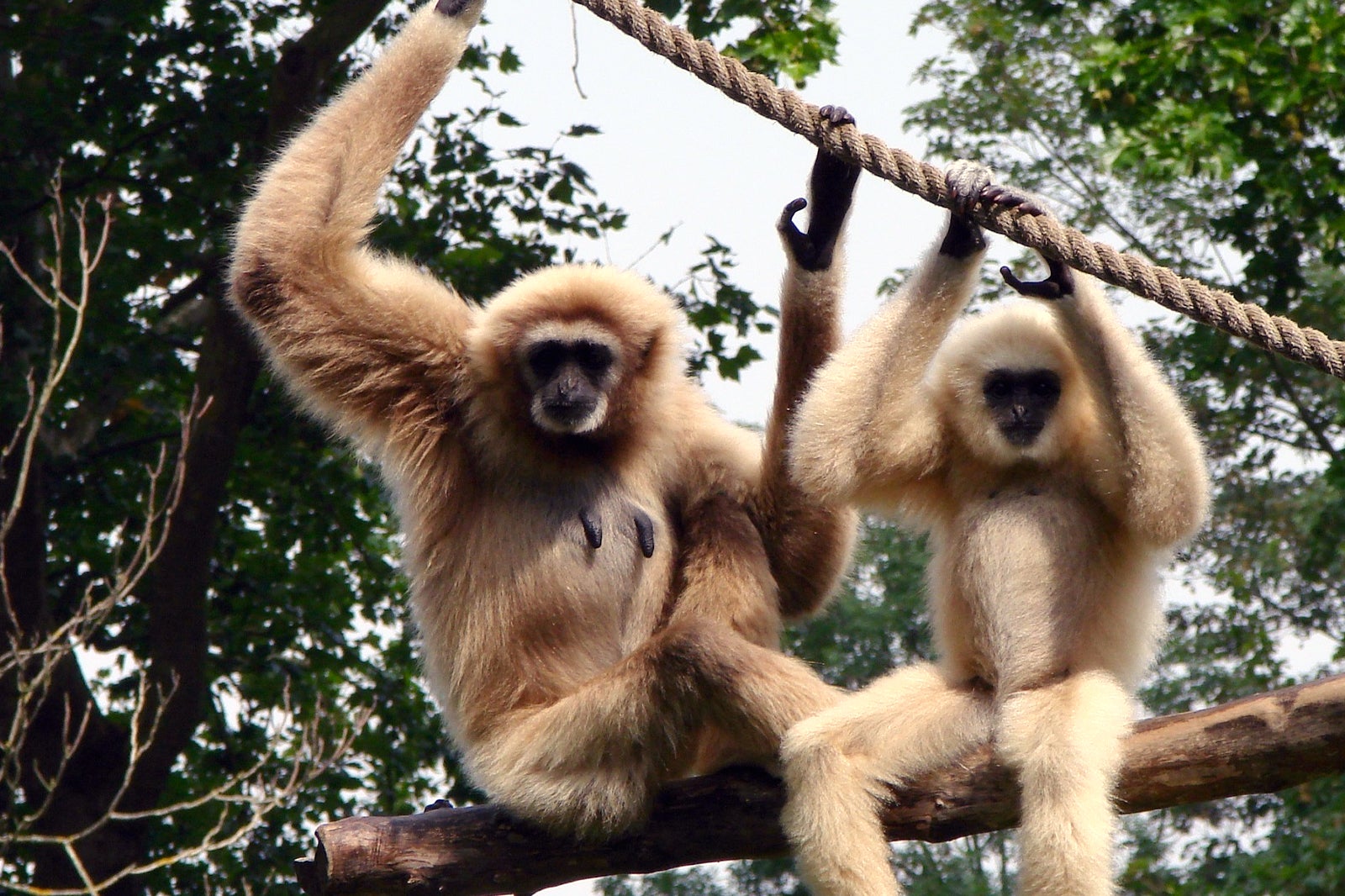 gibbon rehabilitation project photo 1