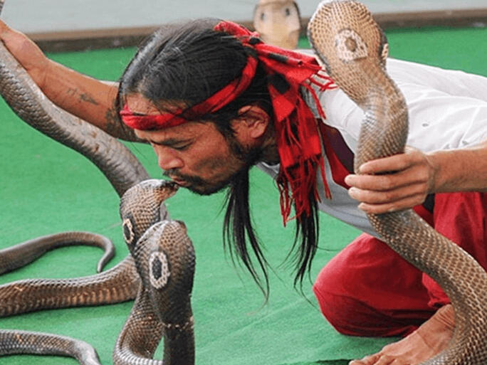 kathu cobra show