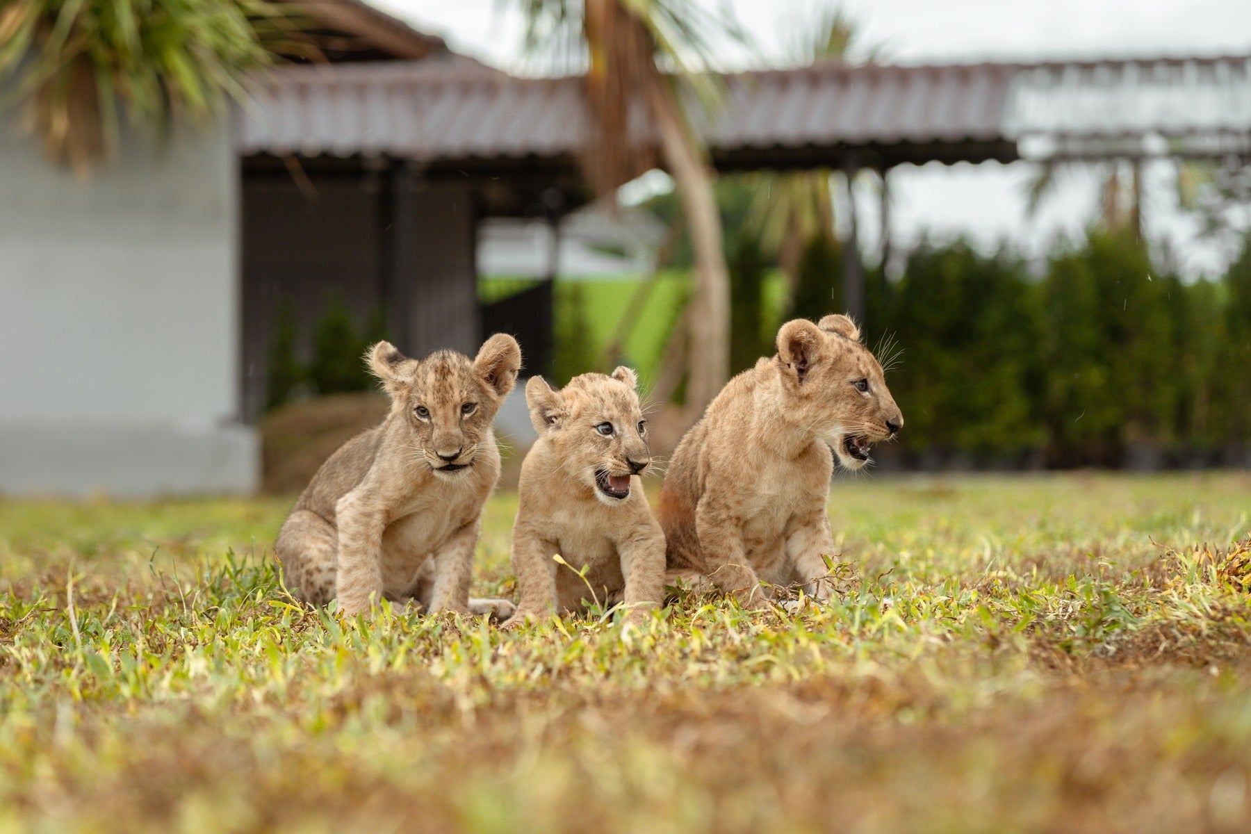 lion land phuket