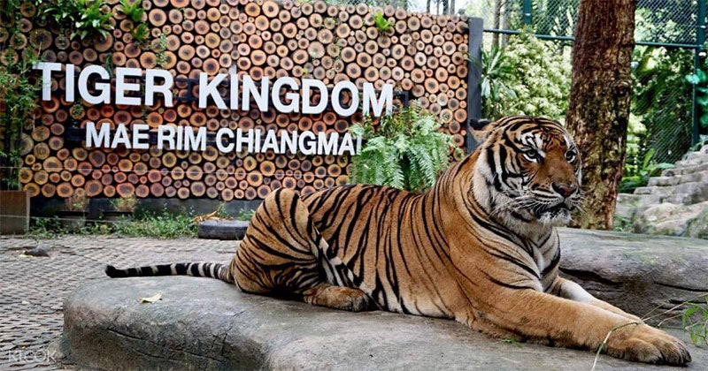 tiger-kingdom-phuket