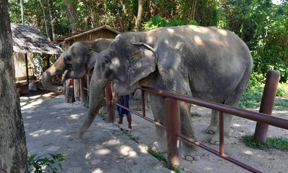 Bukit Elephant Park — Просторный парк со спасенными слонами — Пхукет, Таиланд