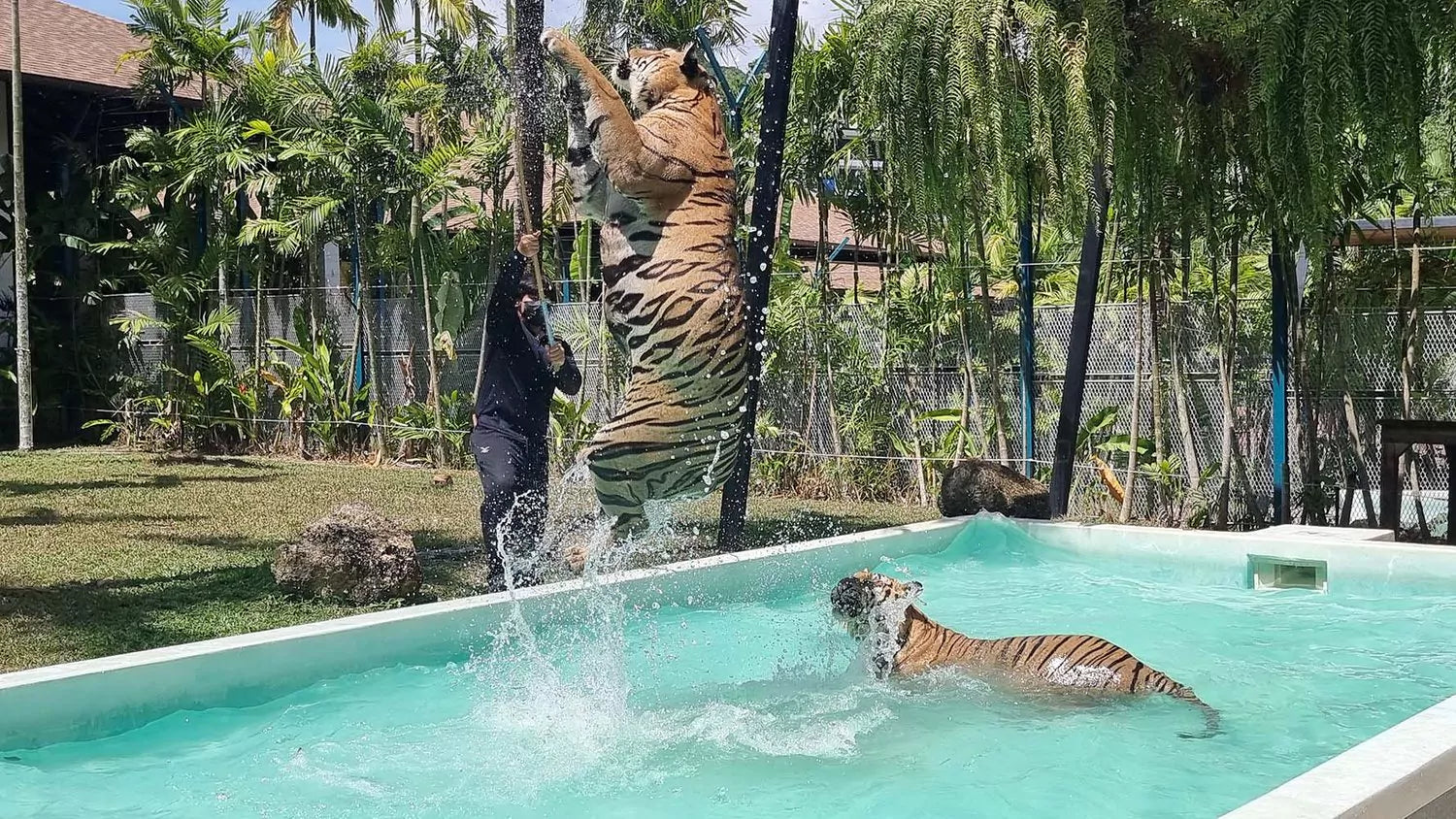 tiger park phuket
