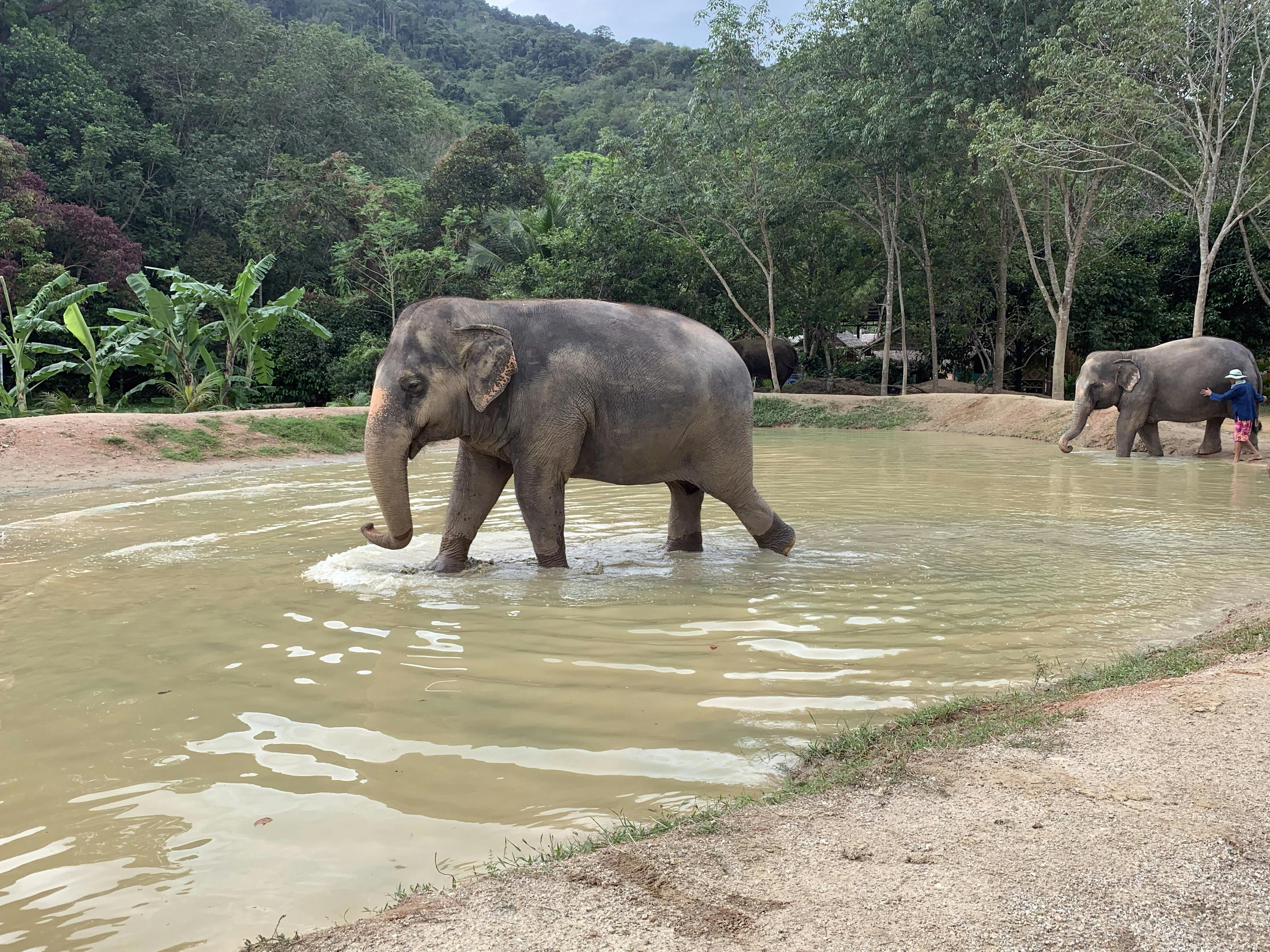 Tonsai Elephant Sanctuary Park Patong — Прекрасный сервис — Пхукет, Таиланд