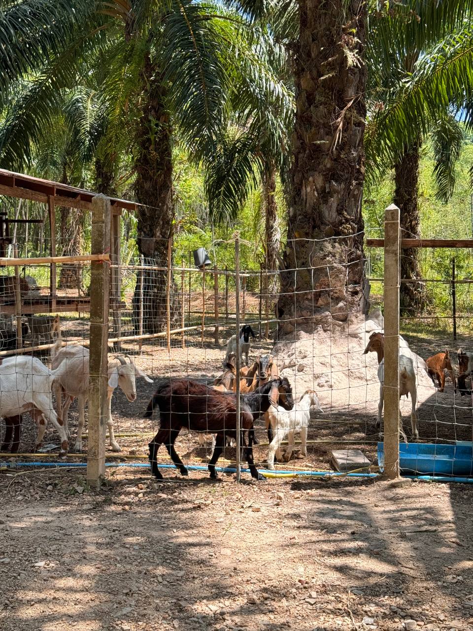 Ao Nang Goat Farm — Ферма с козами и мини-ветеринарием