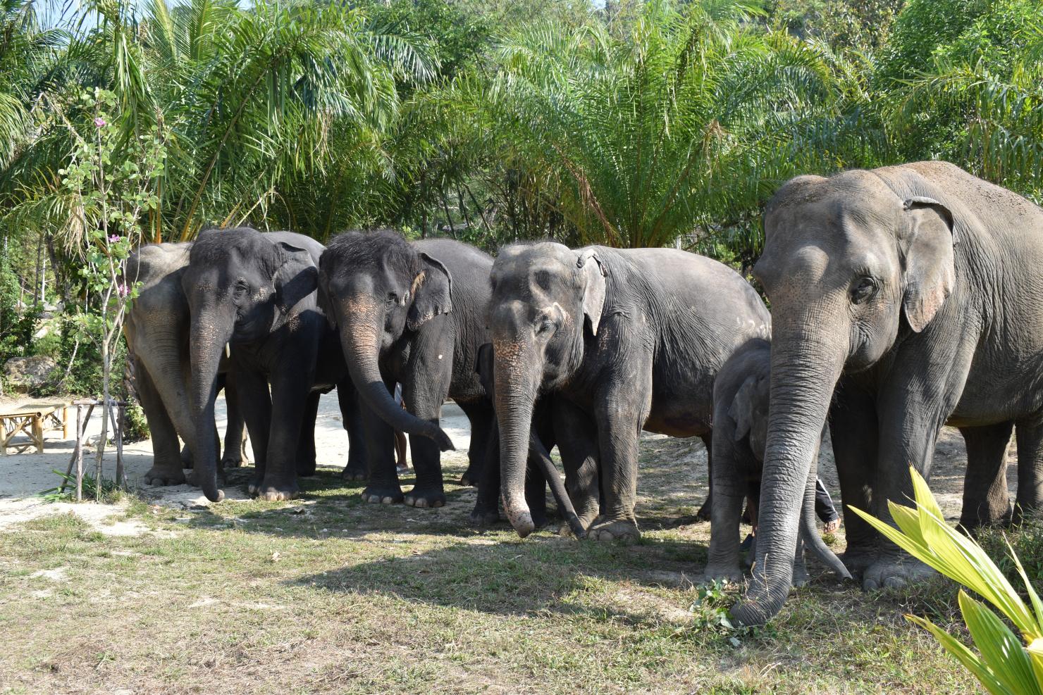 Elephant Care Park Nai Dee — Самый большой заповедник
