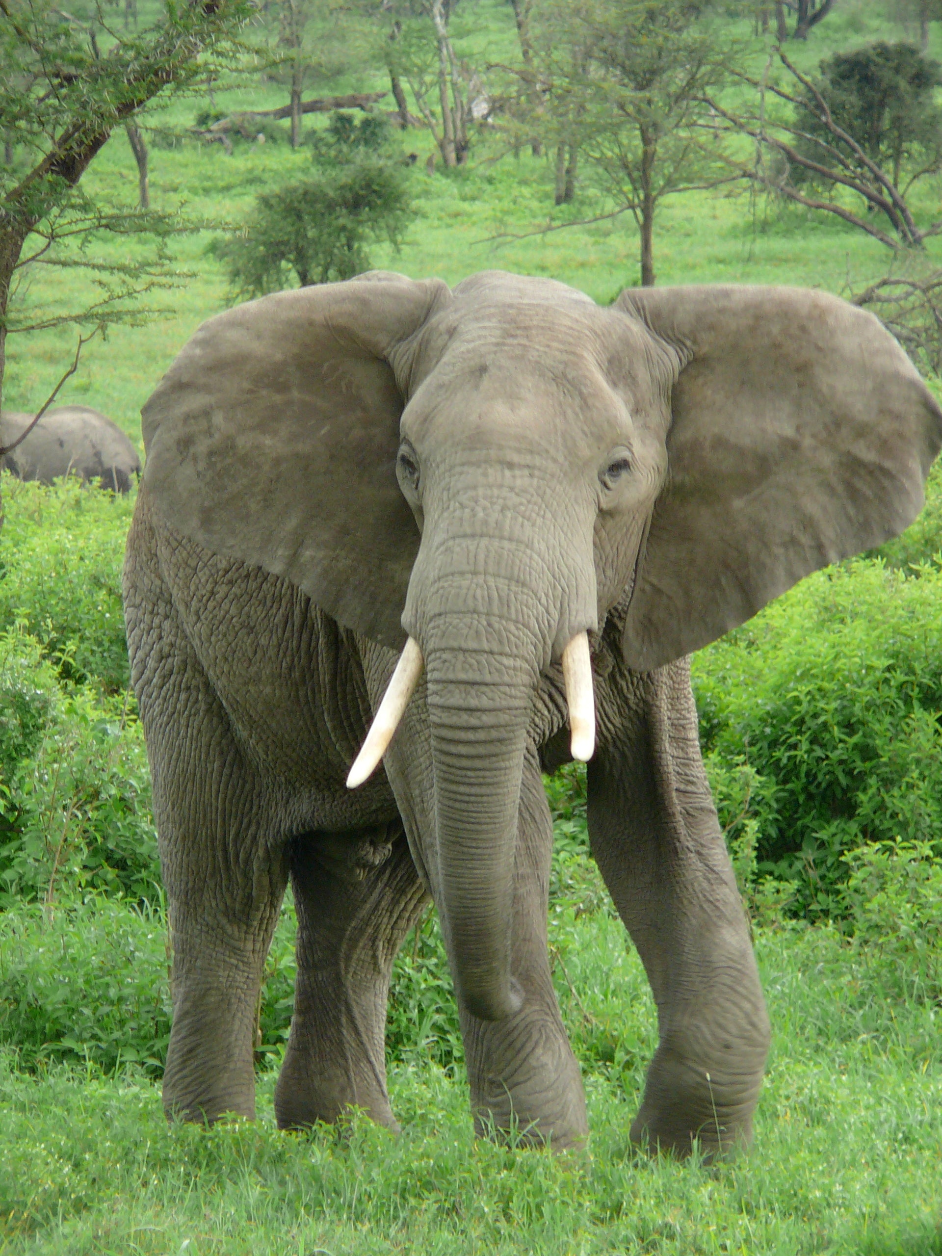 Elephant Jungle Sanctuary (Bang Tao Branch) — Слоны с улыбкой