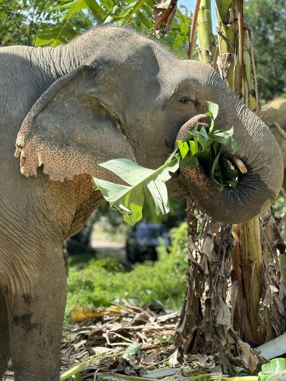 Заповедник слонов — Hidden Forest Elephant Reserve