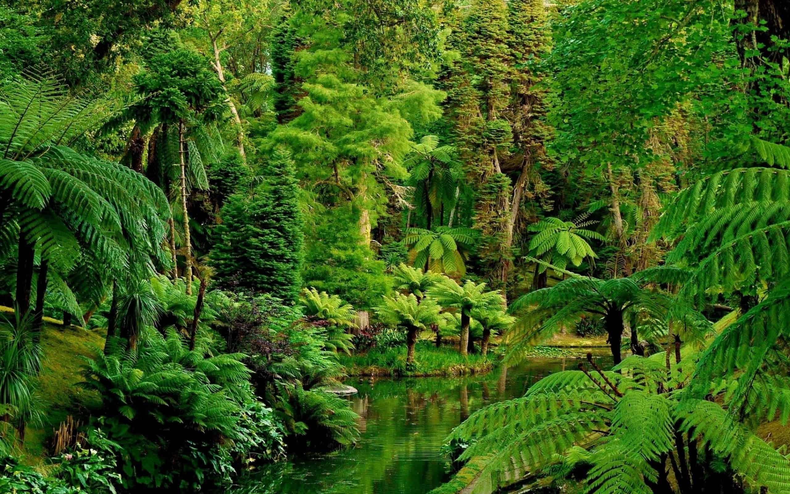 Jungle Xtrem Adventure — Экстрим-парк под кронами деревьев
