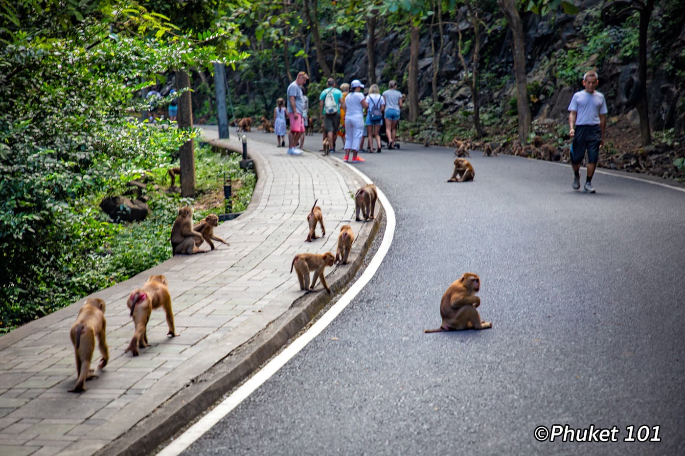 Обезьянья гора — Monkey Hill