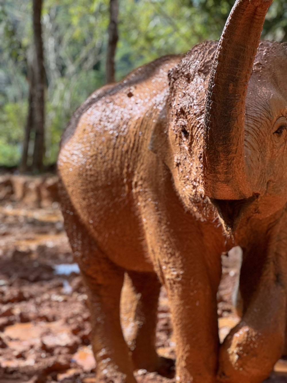Phuket Elephant Care @ Loch Palm — Ухоженная территория